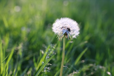 Photo of Beautiful dandelion in green grass outdoors, closeup