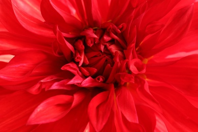 Beautiful red dahlia flower, closeup view. Floral decoration