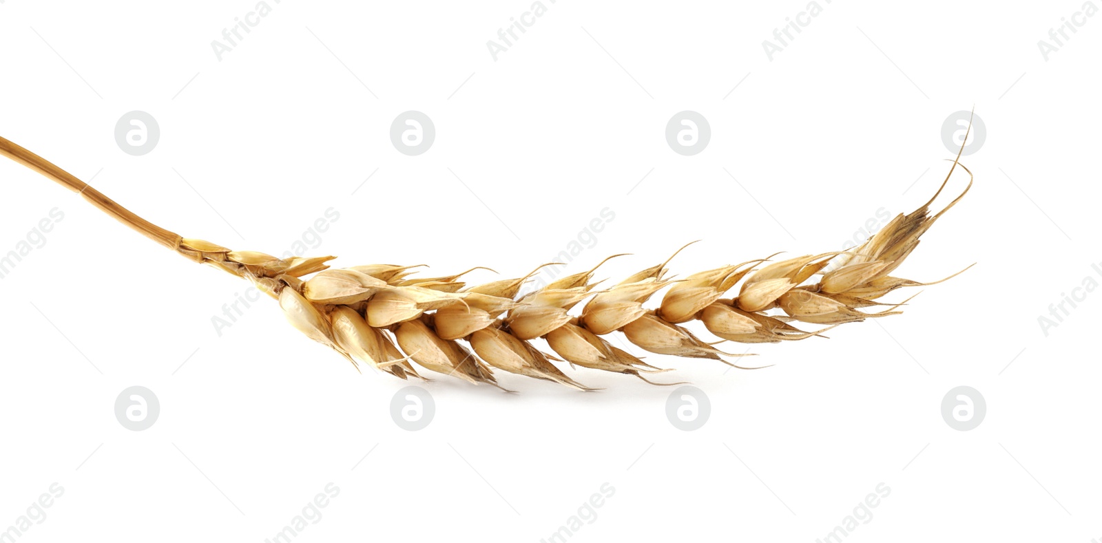 Photo of Dry ear of wheat isolated on white