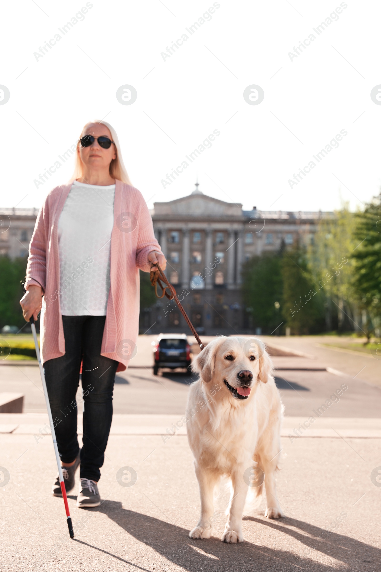 Photo of Guide dog helping blind person with long cane walking outdoors