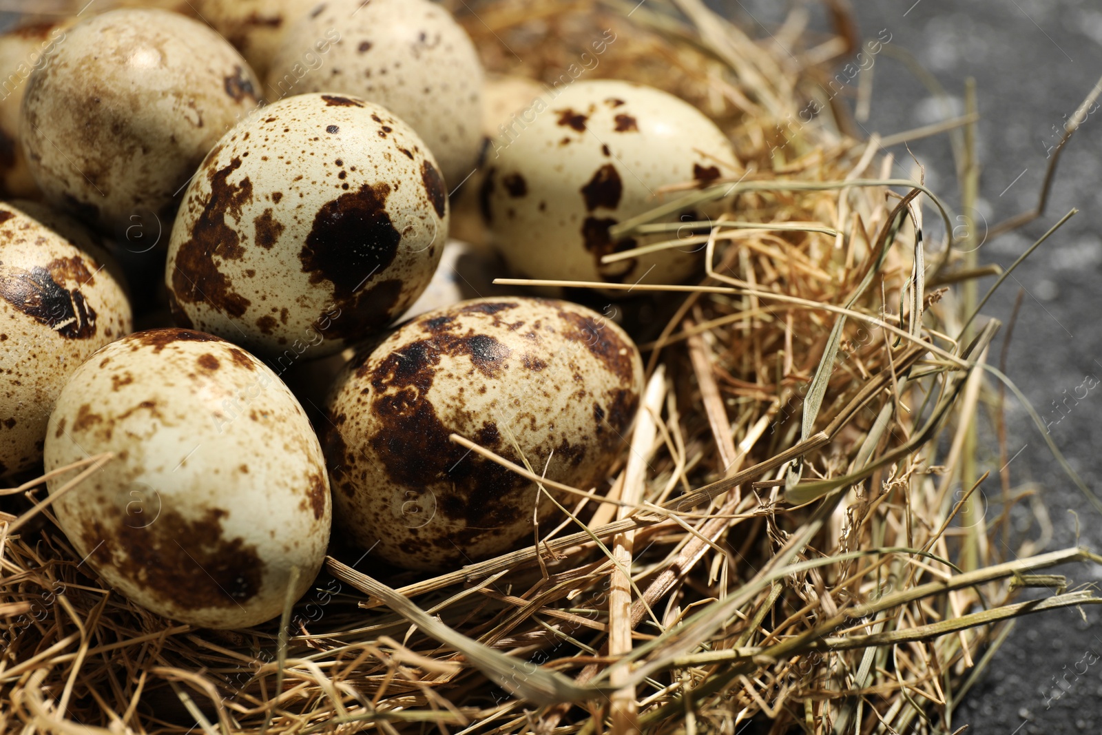 Photo of Nest with many speckled quail eggs on table, closeup
