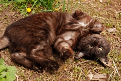 Adorable dark cat resting on green grass outdoors