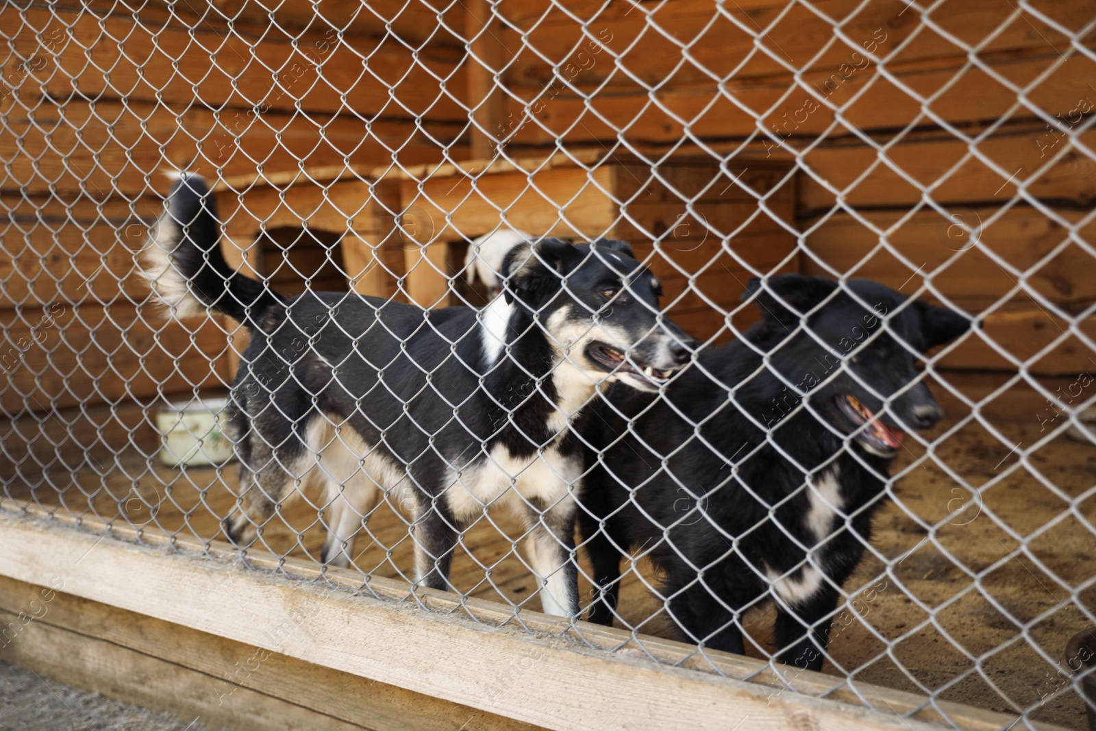 Photo of Cage with homeless dogs in animal shelter. Concept of volunteering