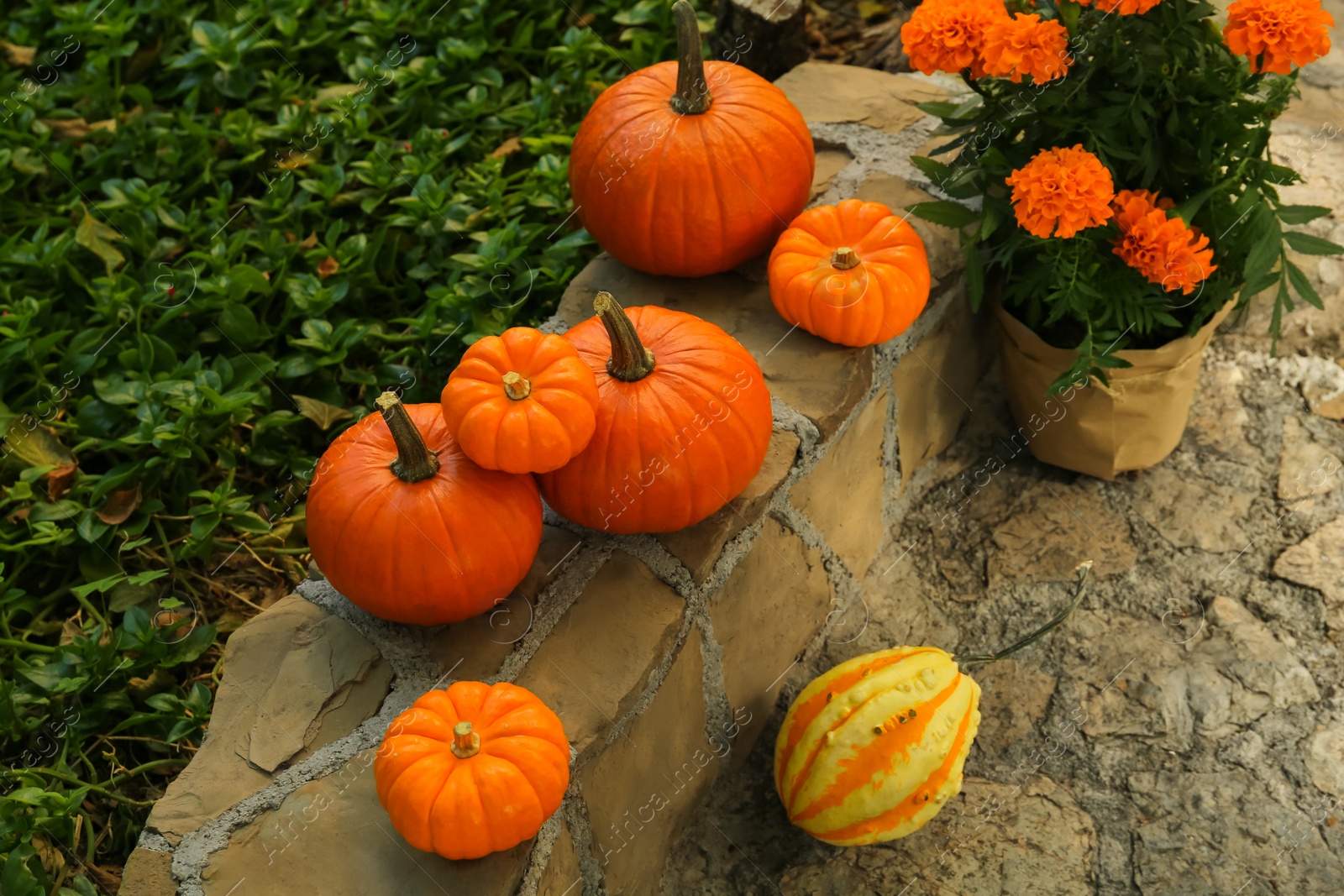 Photo of Many whole ripe pumpkins and potted flowers on stone curb in garden