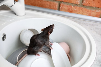 Photo of Rat in sink with dishes at kitchen. Household pest