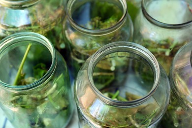 Photo of Glass jars with different herbs, closeup. Pickling vegetables