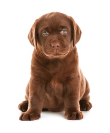 Photo of Chocolate Labrador Retriever puppy on white background