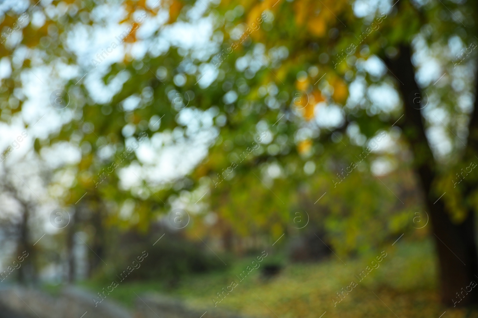 Photo of Blurred view of autumn landscape. Bokeh effect