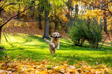 Cute Labrador Retriever dog fetching stick in sunny autumn park