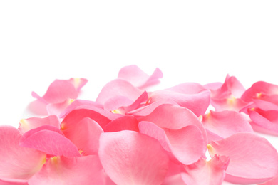 Fresh pink rose petals on white background