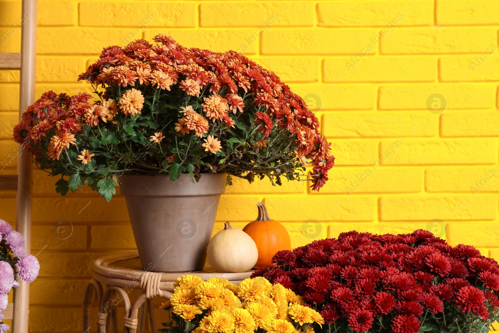 Photo of Beautiful potted fresh chrysanthemum flowers and pumpkins near yellow brick wall