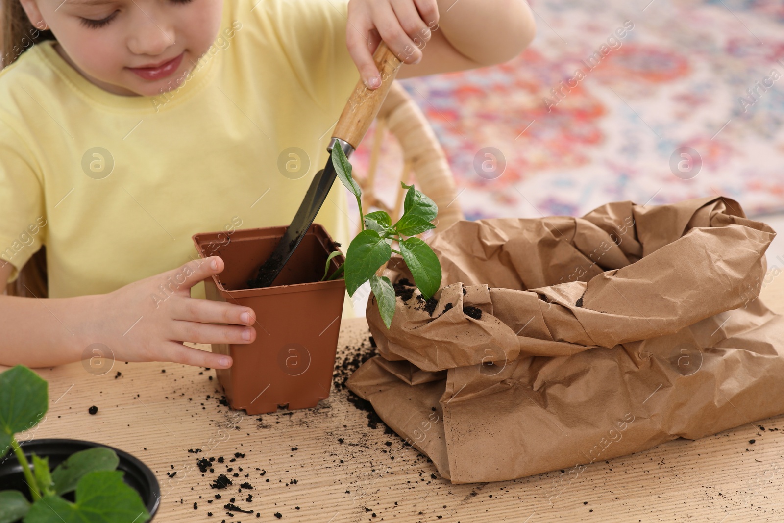 Photo of Little girl planting seedling into pot at wooden table indoors, closeup