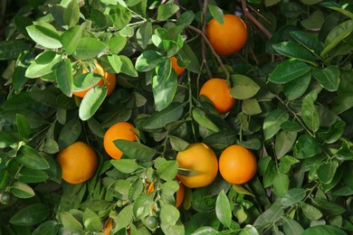 Tree with fresh ripe oranges on sunny day