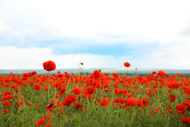 Photo of Beautiful red poppy flowers growing in field