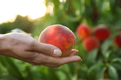 Woman holding fresh ripe peach in garden, closeup view