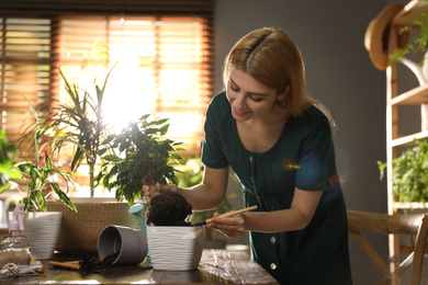 Photo of Young woman potting ficus plant at home. Engaging hobby