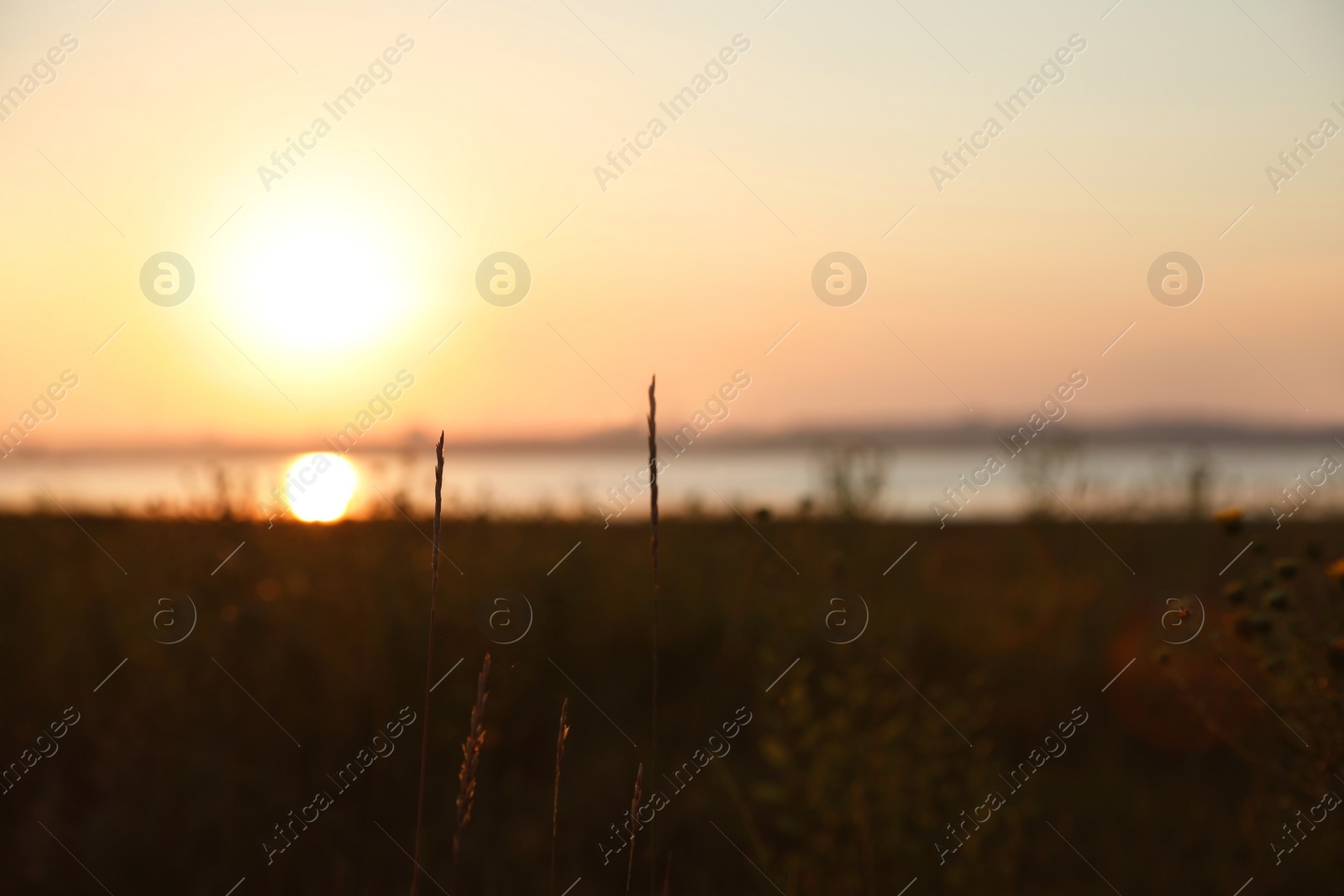 Photo of Beautiful view of field at sunrise. Early morning landscape