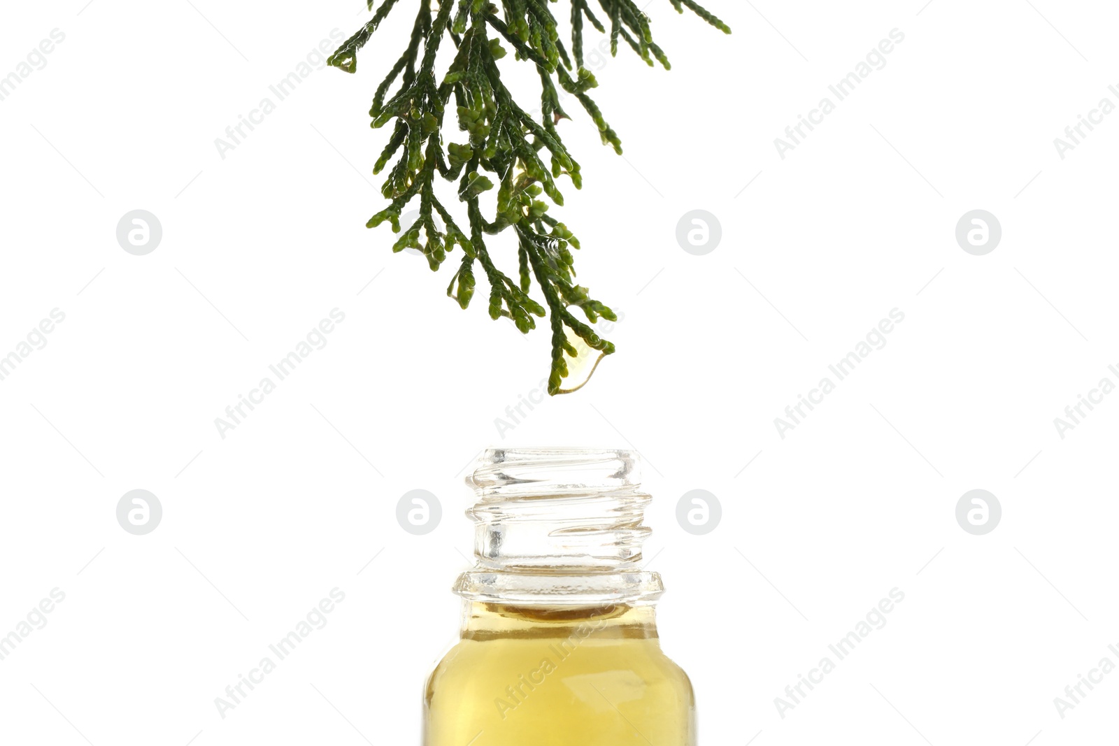 Photo of Essential oil dropping from pine branch into little bottle on white background