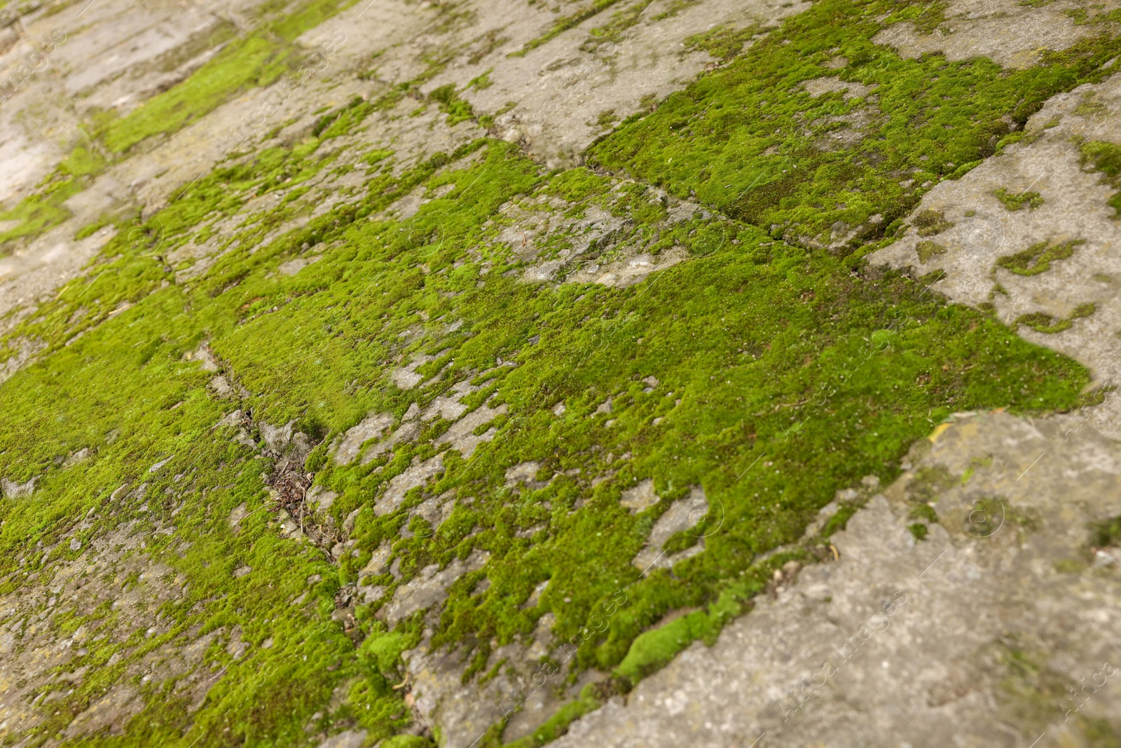 Photo of Textured surface with moss as background, closeup