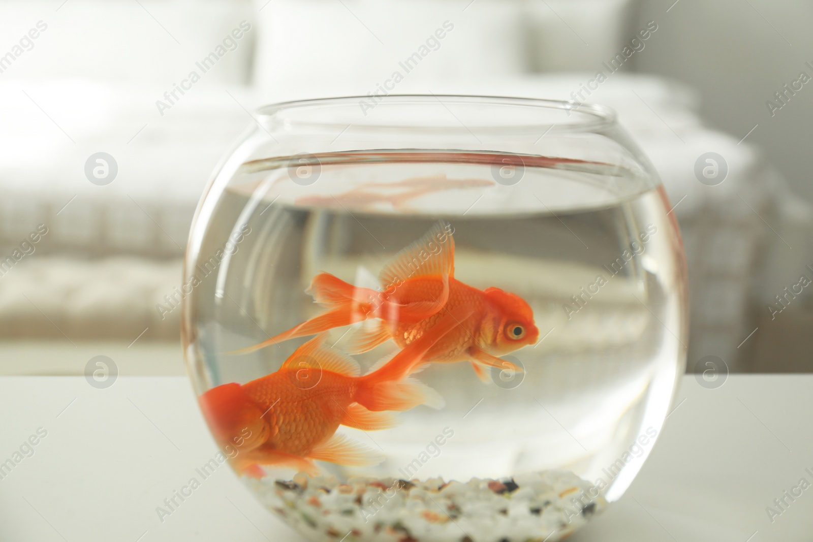 Photo of Beautiful bright goldfish in aquarium on table at home