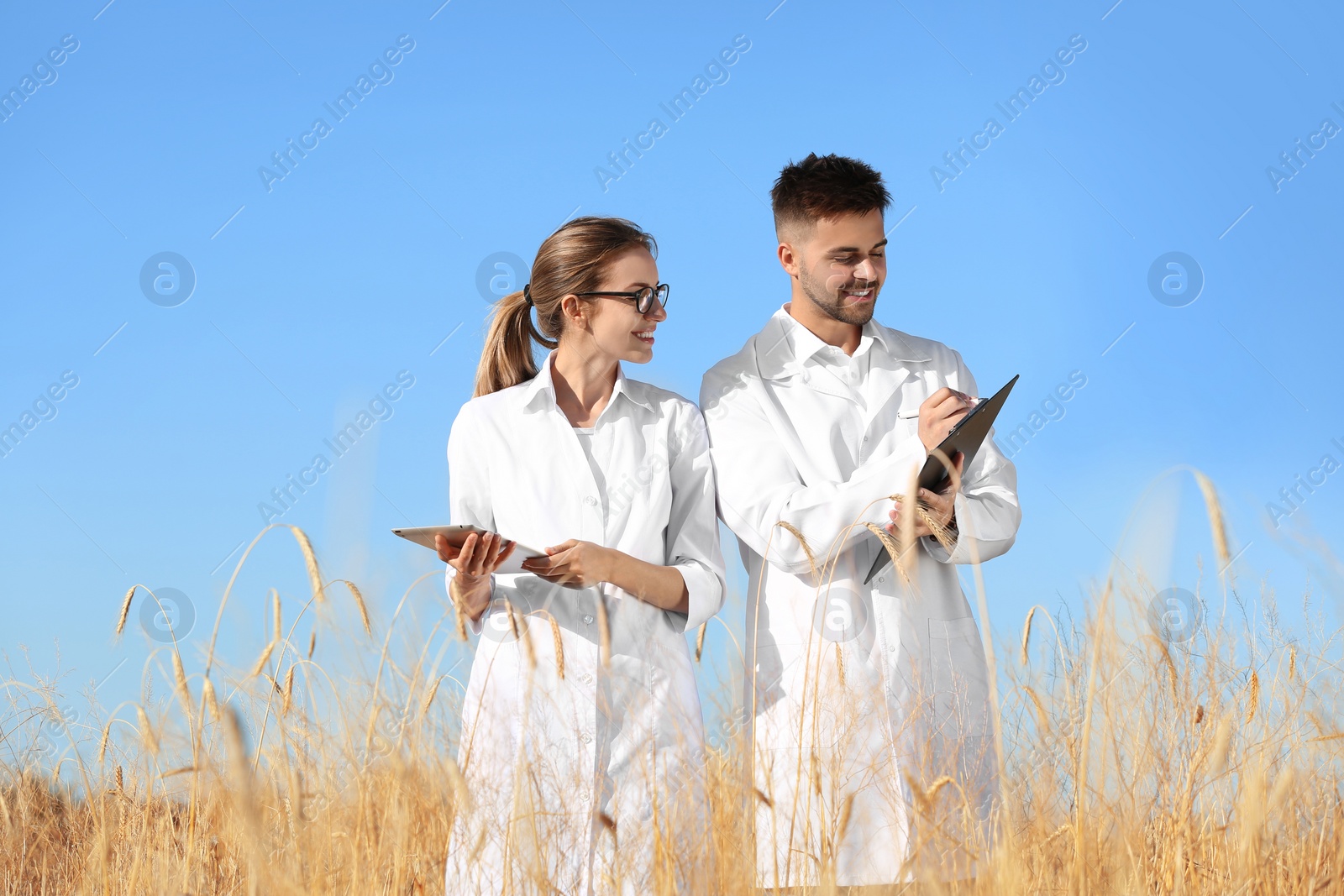 Photo of Agronomists in wheat field. Cereal grain crop