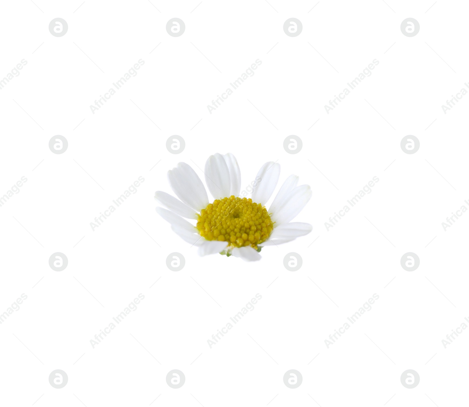 Photo of Beautiful small chamomile flower isolated on white