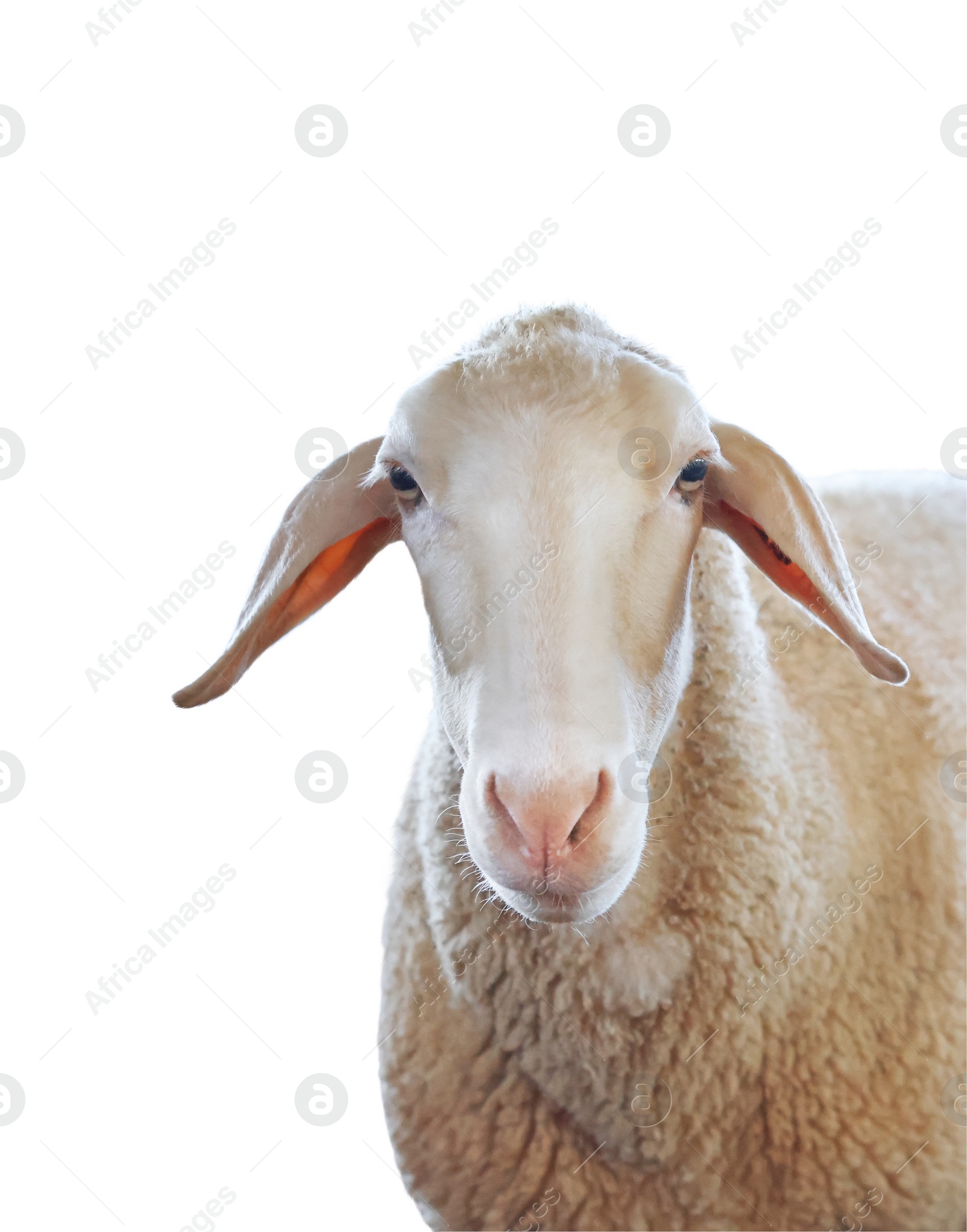 Image of Cute sheep isolated on white. Farm animal