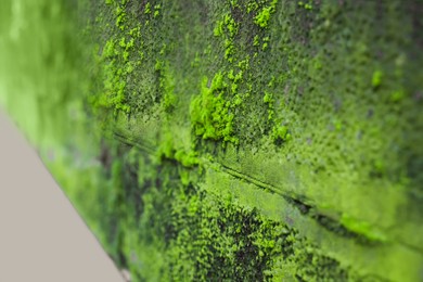 Textured wall with green moss outdoors, closeup