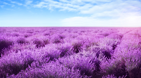 Image of Beautiful view of blooming lavender field under blue sky, banner design 