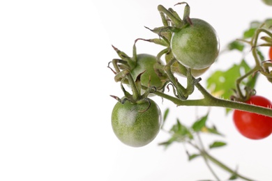 Photo of Tomato plant with unripe fruits on white background, closeup
