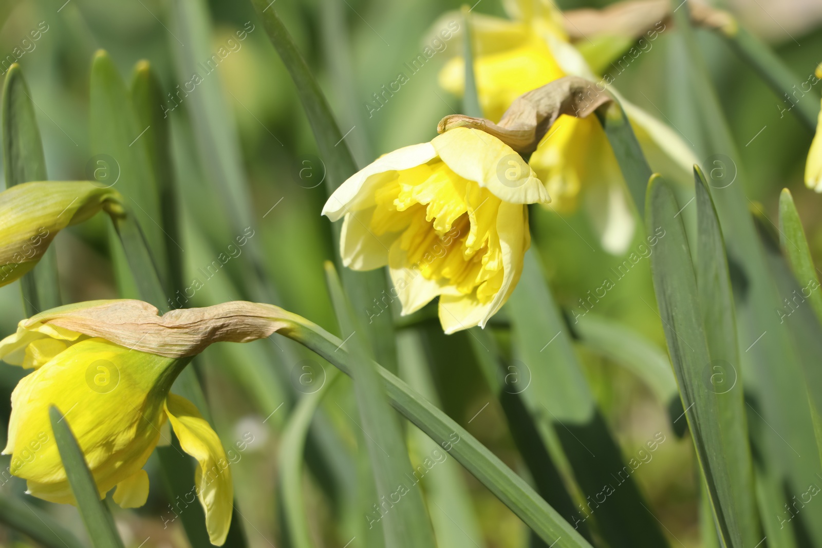 Photo of Beautiful daffodils growing in garden on sunny day, closeup