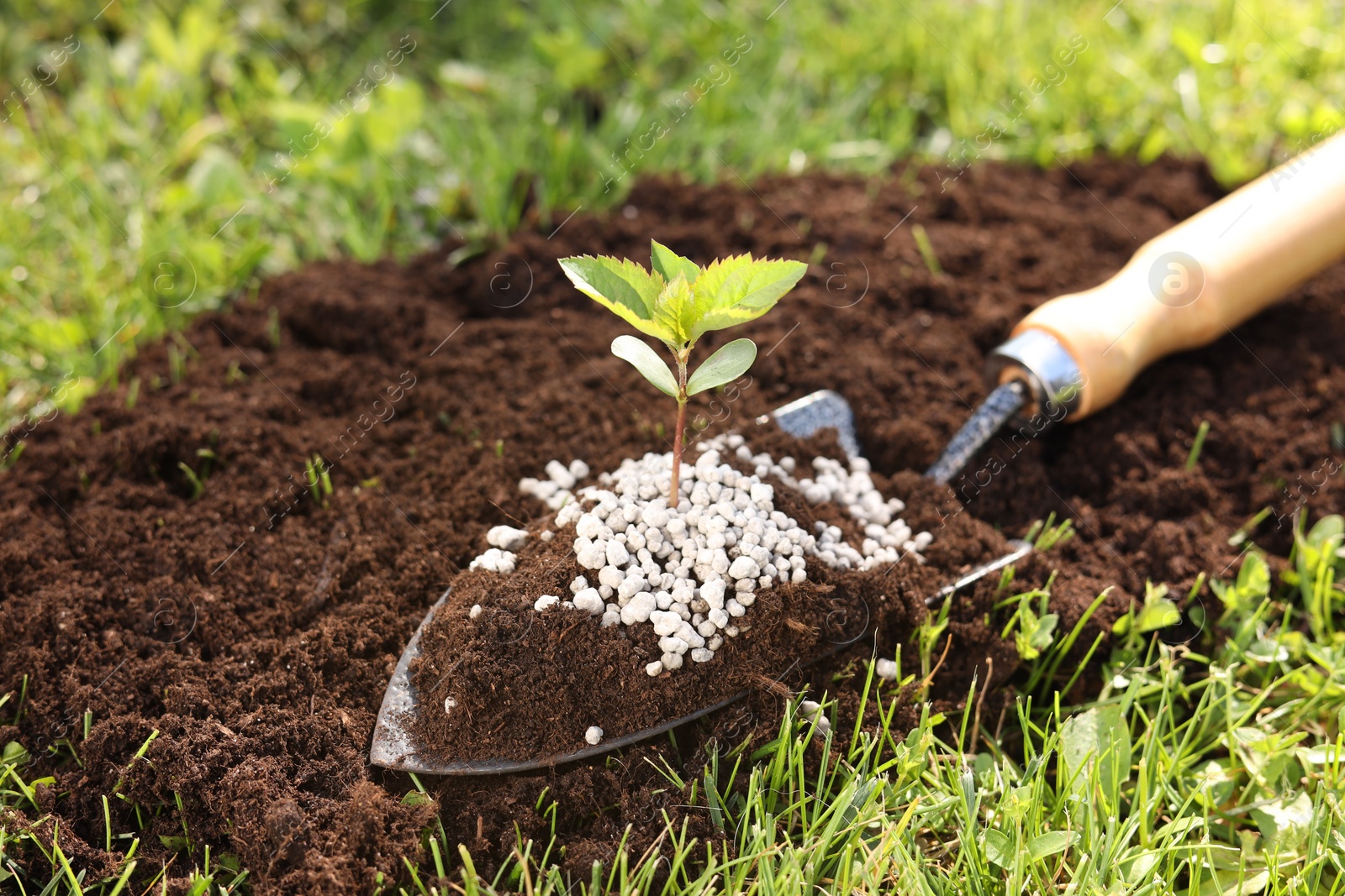 Photo of Shovel with soil, fertilizer and seedling outdoors, closeup