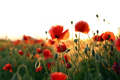 Photo of Field of beautiful blooming poppy flowers at sunset