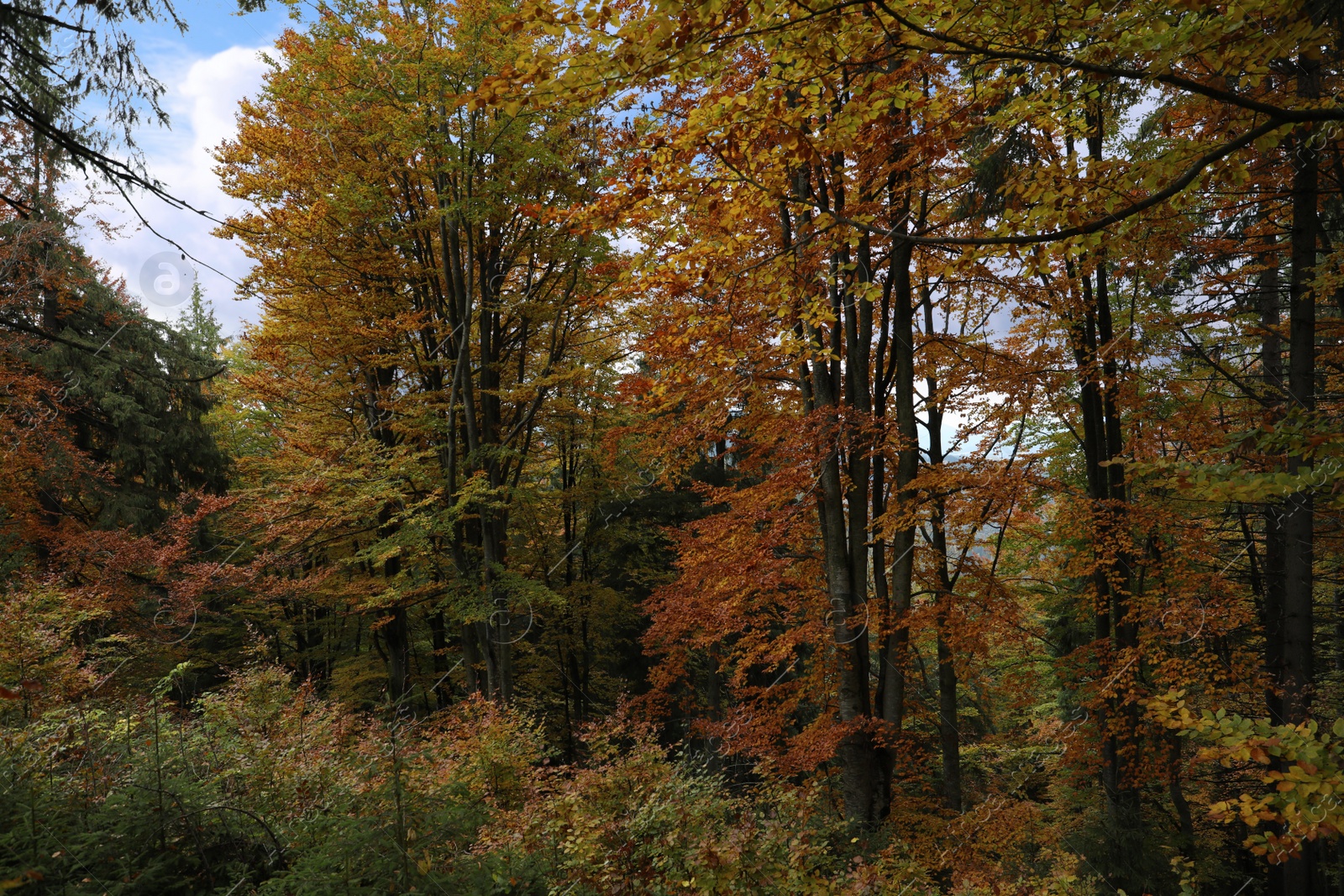 Photo of Beautiful view of trees with color leaves in autumn