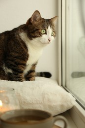 Photo of Cute cat on window sill at home. Adorable pet