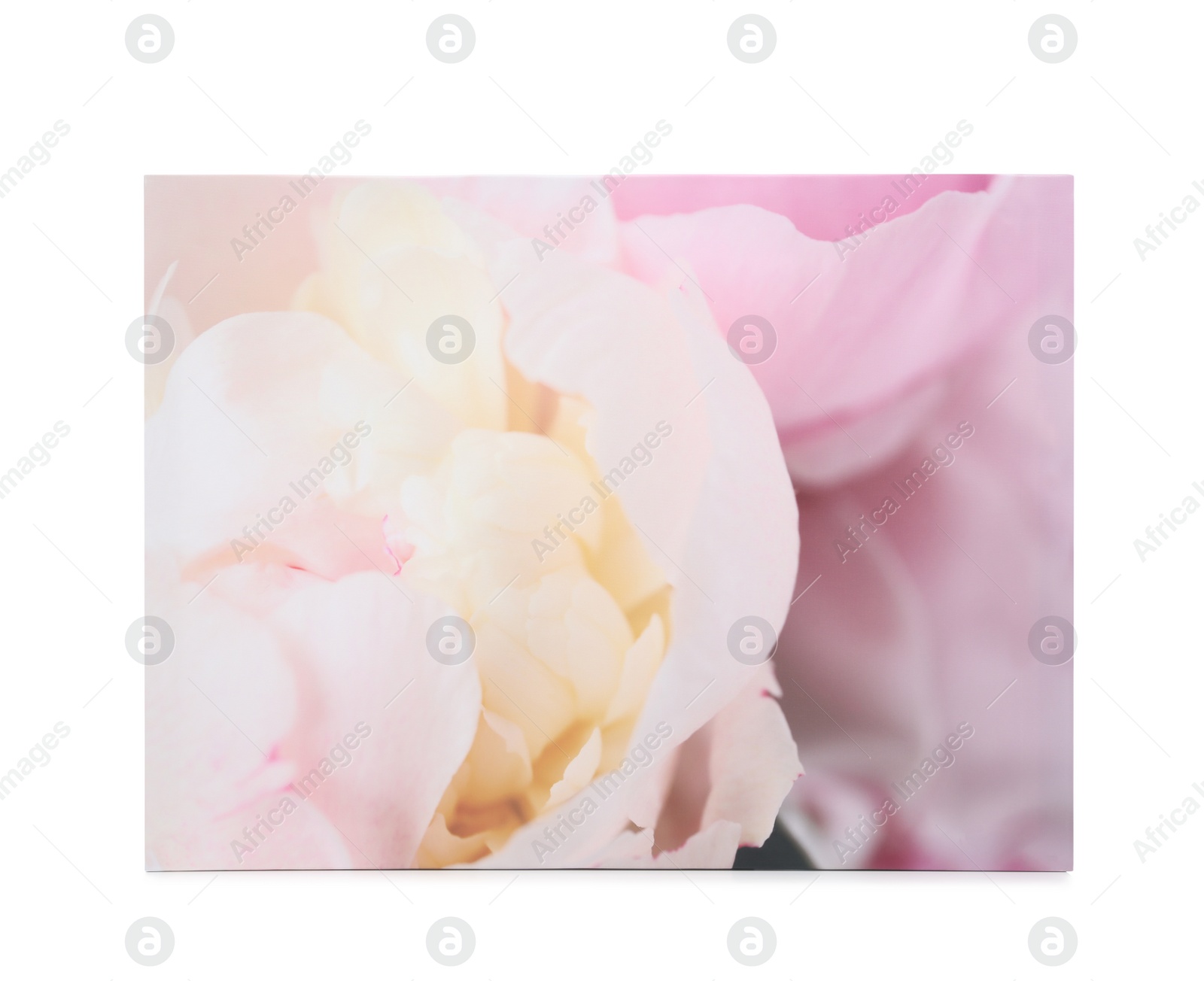 Photo of Beautiful painting of pink flower on white background. Interior decor