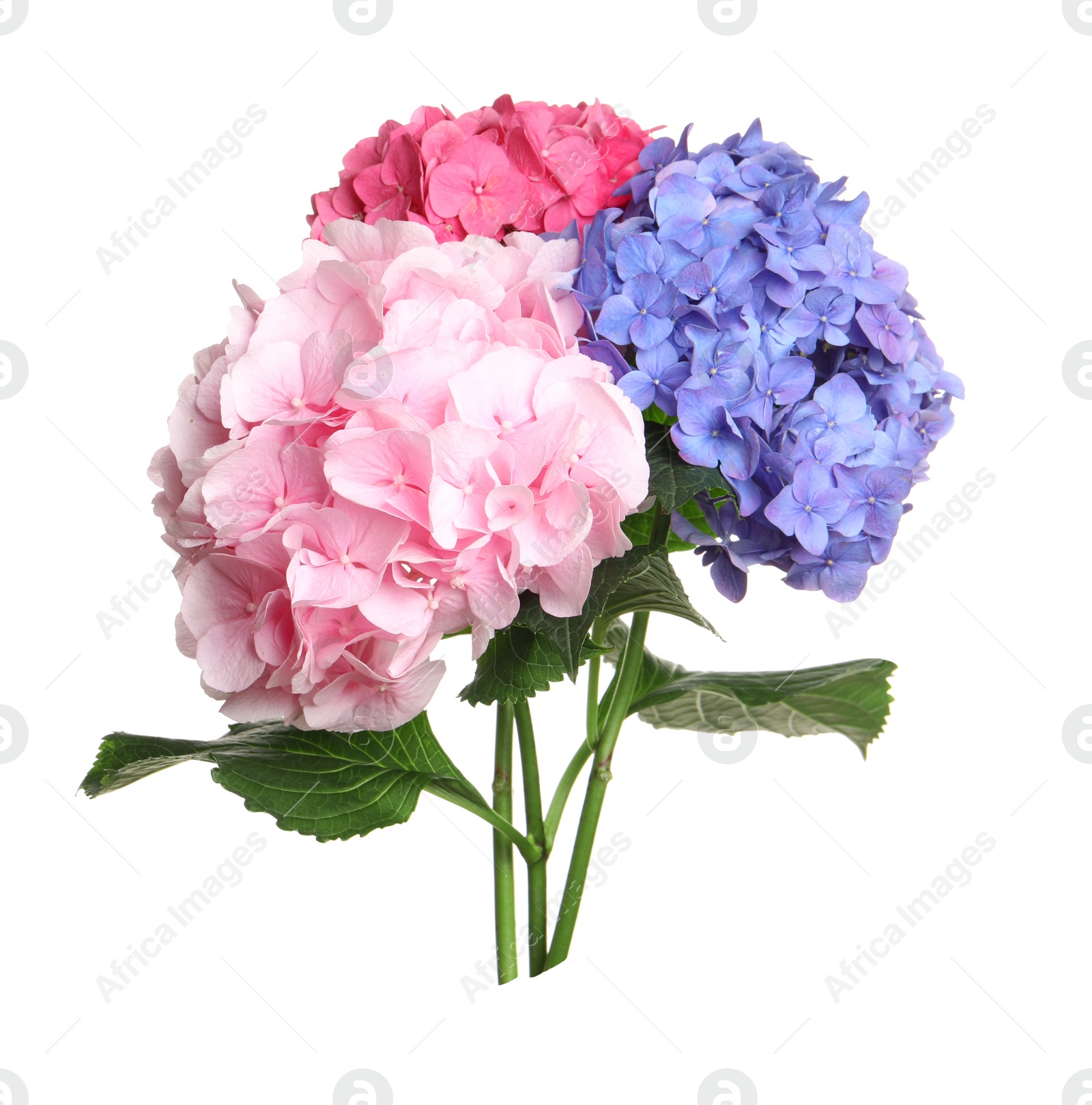 Photo of Bouquet of beautiful hortensia flowers on white background