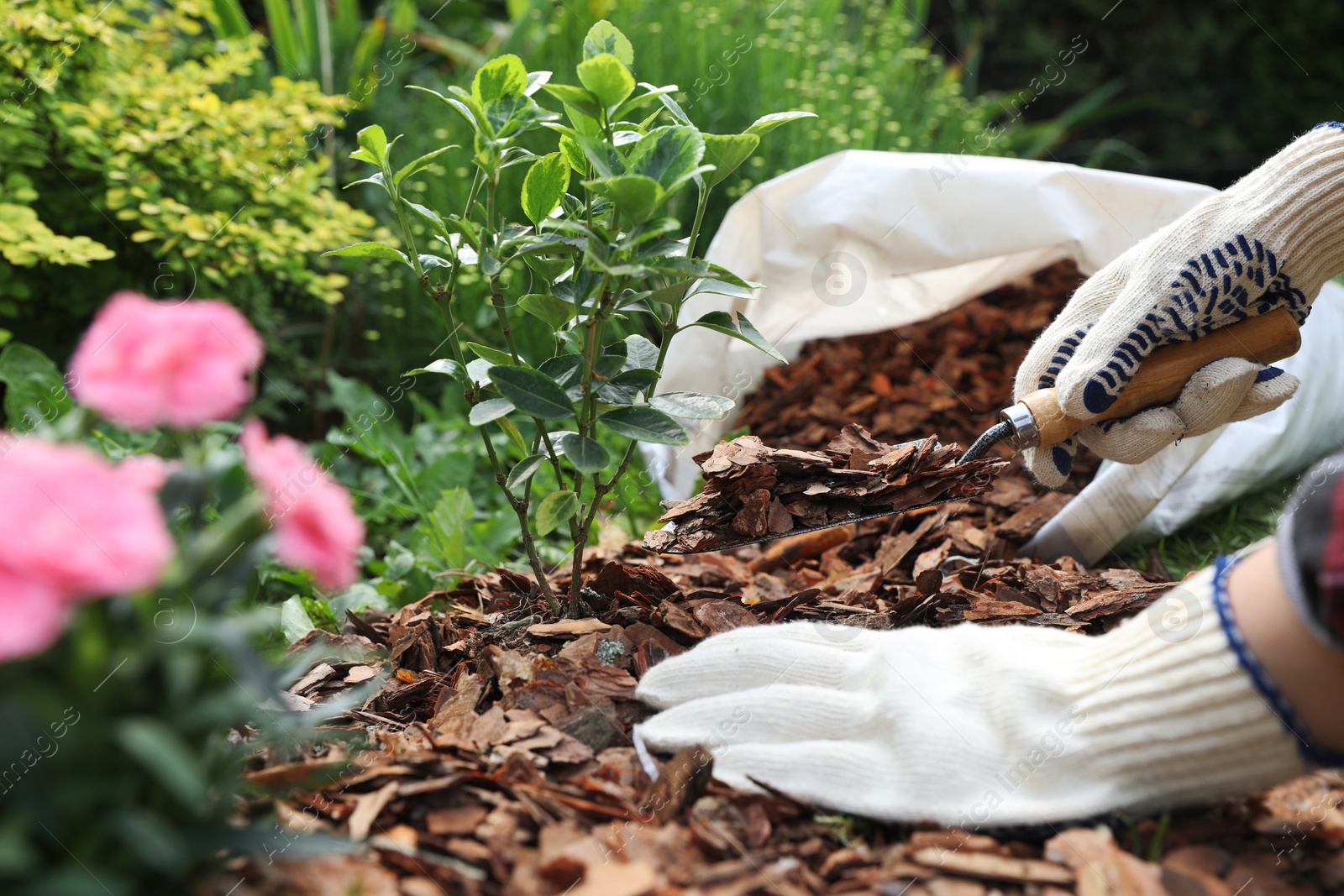 Photo of Woman mulching plant with bark chips in garden, closeup