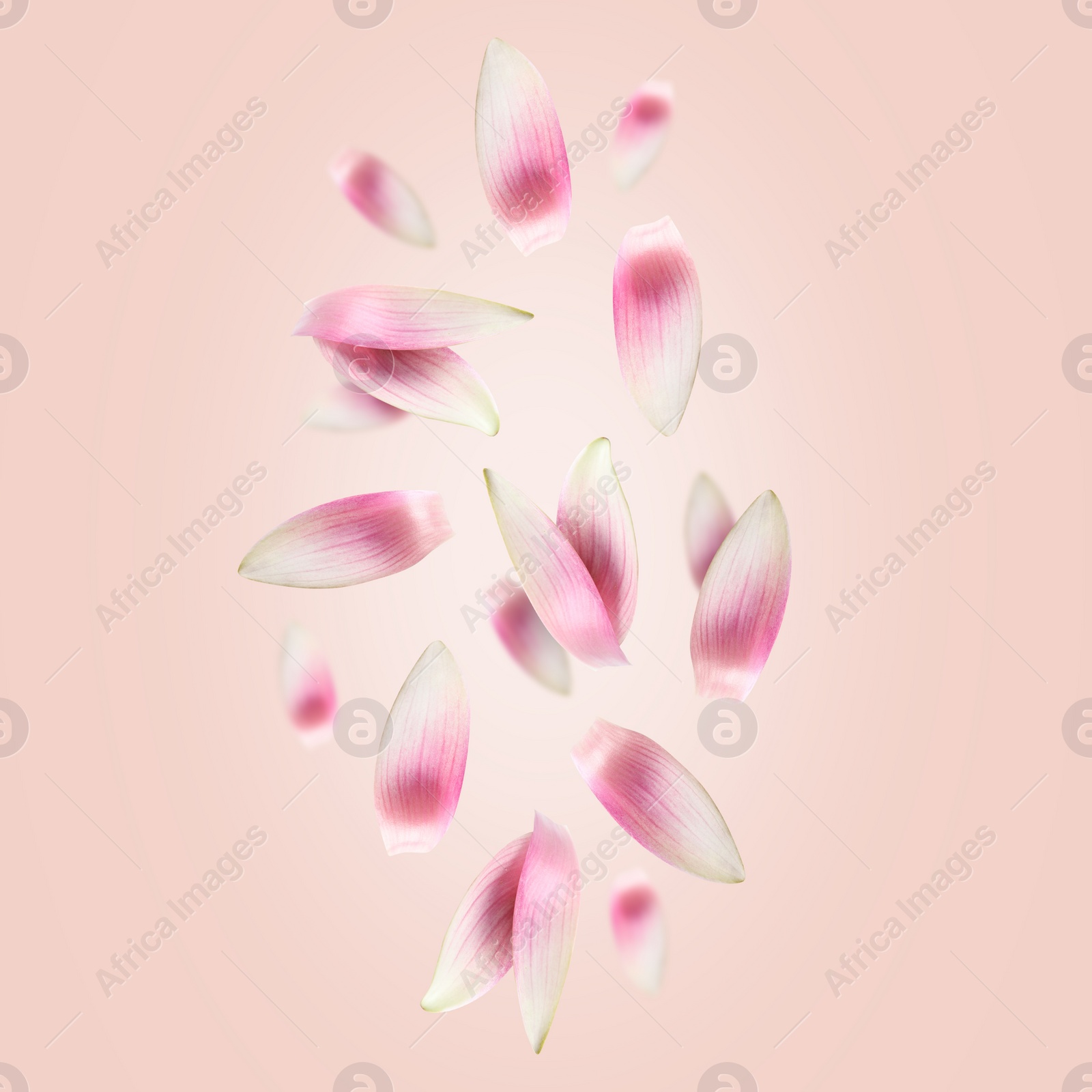 Image of White lotus flower petals falling on pink background