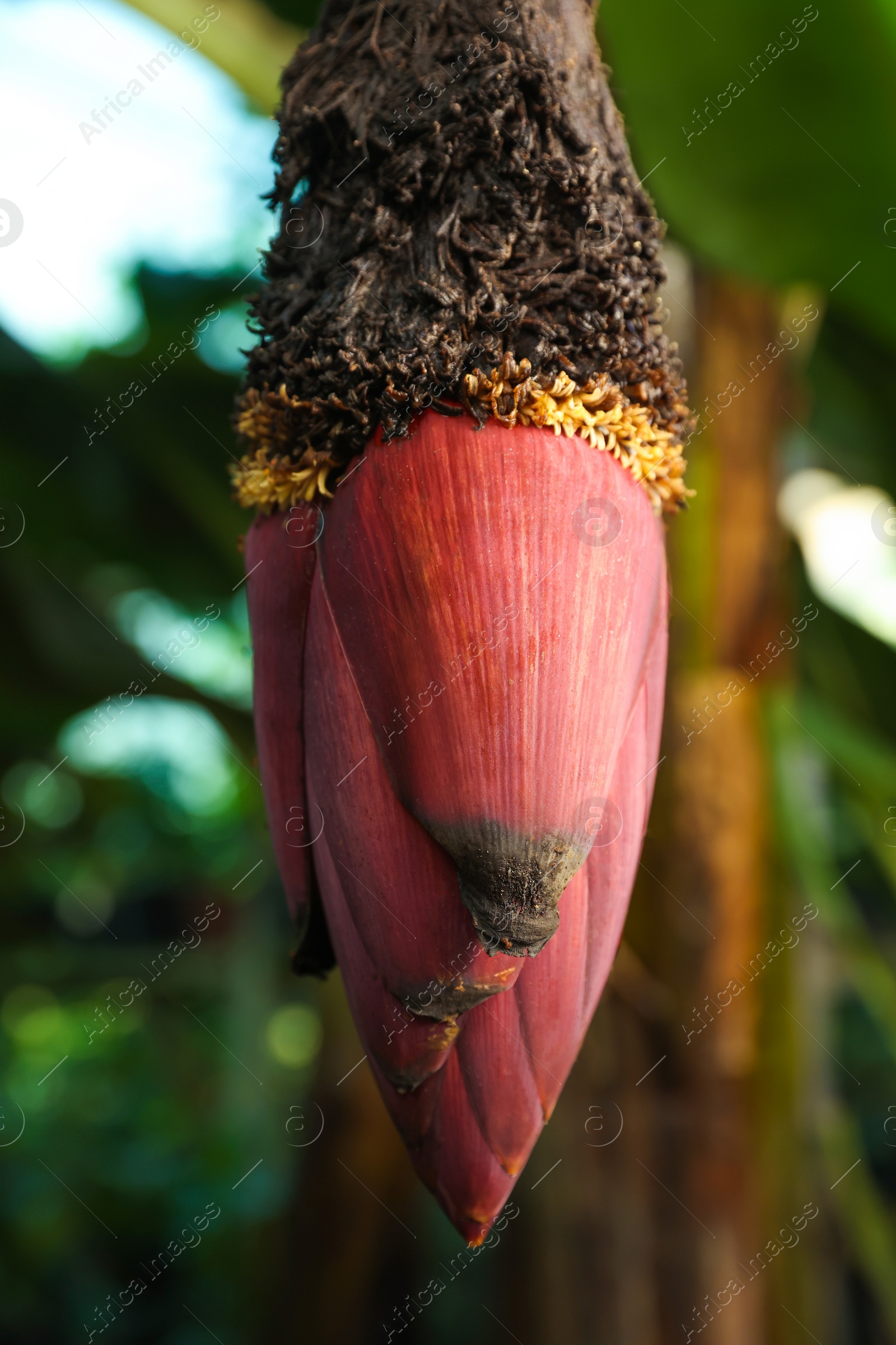 Photo of Blossoming banana tree on sunny day, closeup