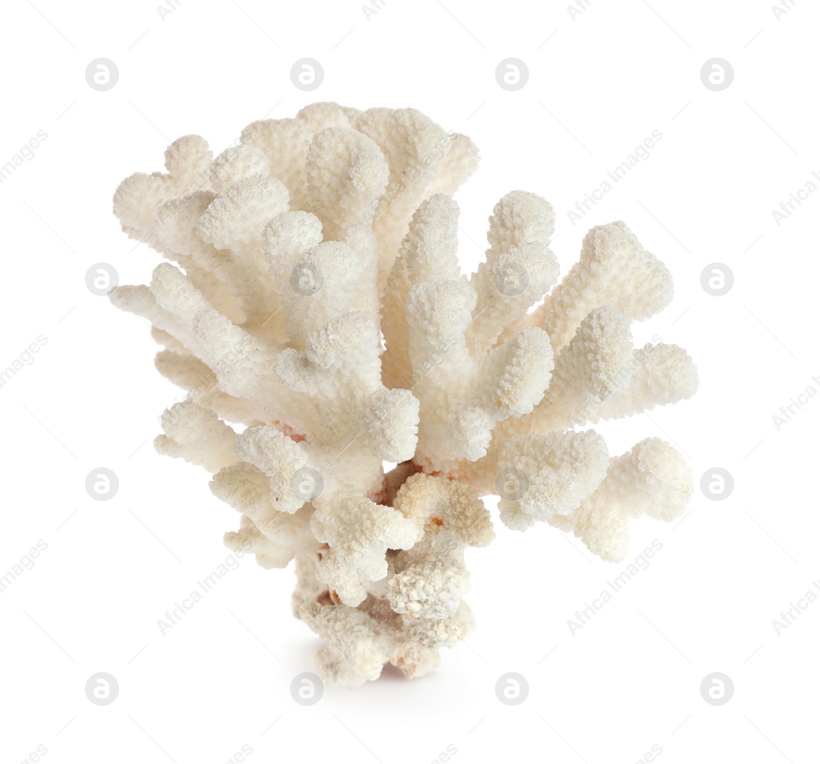 Photo of Beautiful exotic sea coral isolated on white