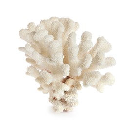 Beautiful exotic sea coral isolated on white