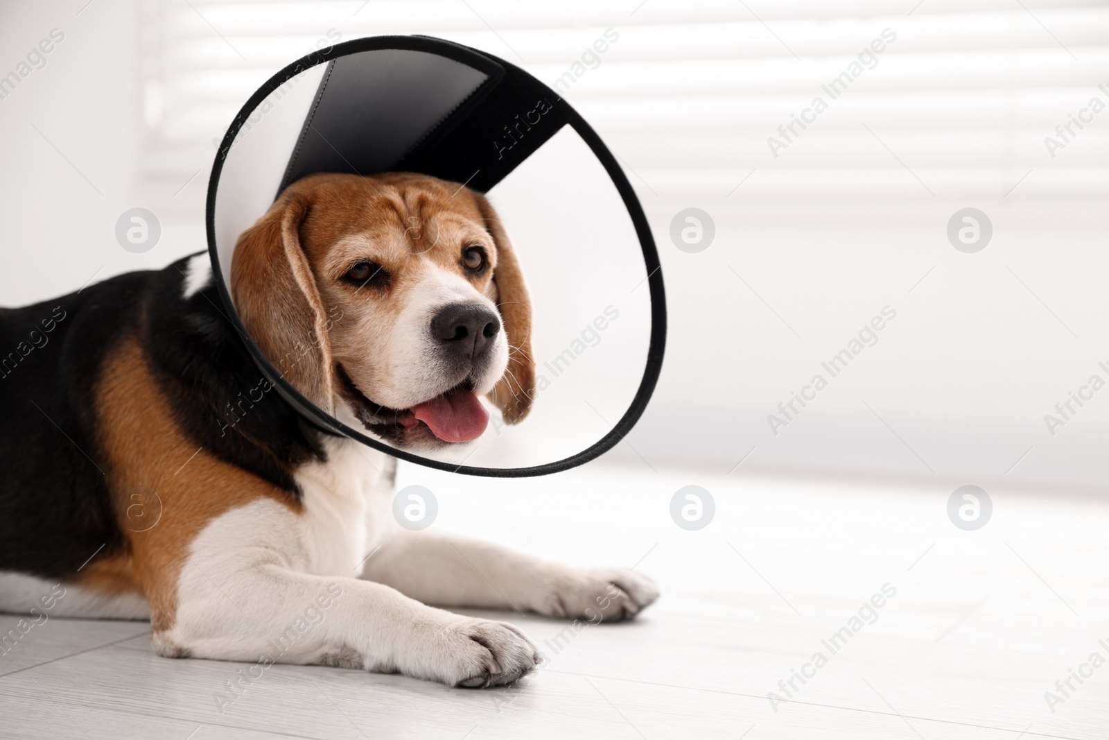 Photo of Adorable Beagle dog wearing medical plastic collar on floor indoors, space for text