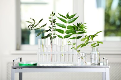 Photo of Test tubes with liquid and plants on metal table in laboratory