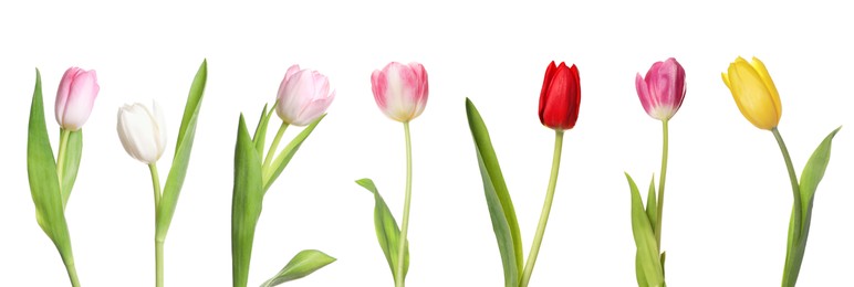 Image of Set of beautiful tulips in different colors isolated on white