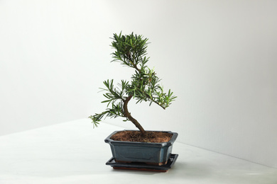 Japanese bonsai plant on table near white wall. Creating zen atmosphere at home
