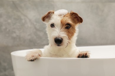 Photo of Portrait of cute dog with shampoo foam on head in bath tub indoors