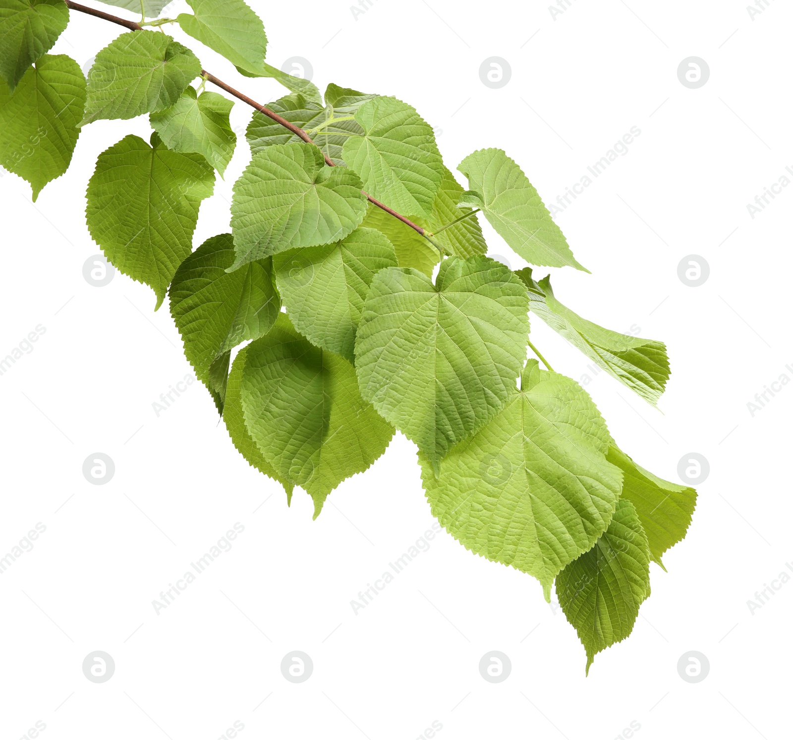 Photo of Branch of linden tree with young fresh green leaves isolated on white. Spring season