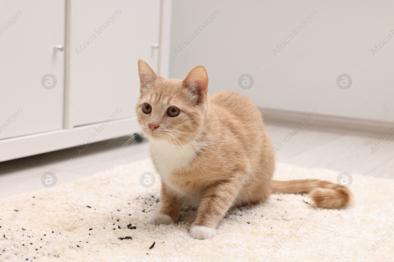 Photo of Cute ginger cat on carpet with scattered soil indoors