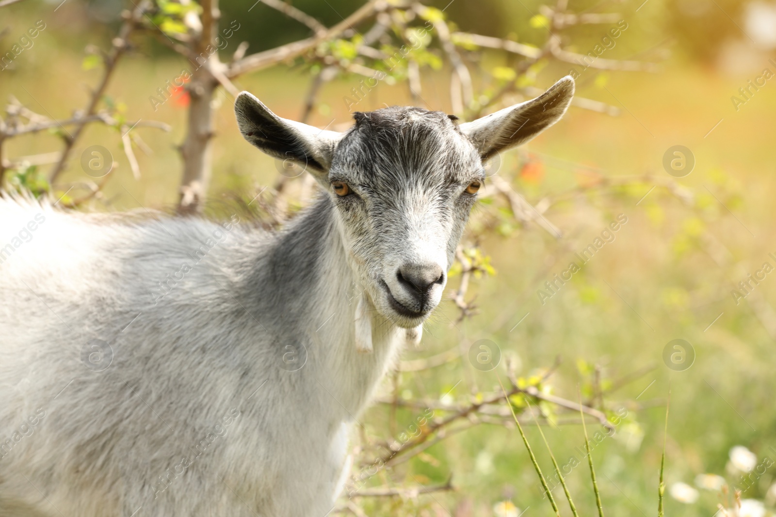 Photo of Cute grey goatling in field. Animal husbandry